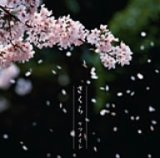 ketumeishi050220.jpg